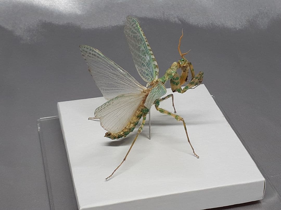 アザミカマキリ雄　立体標本