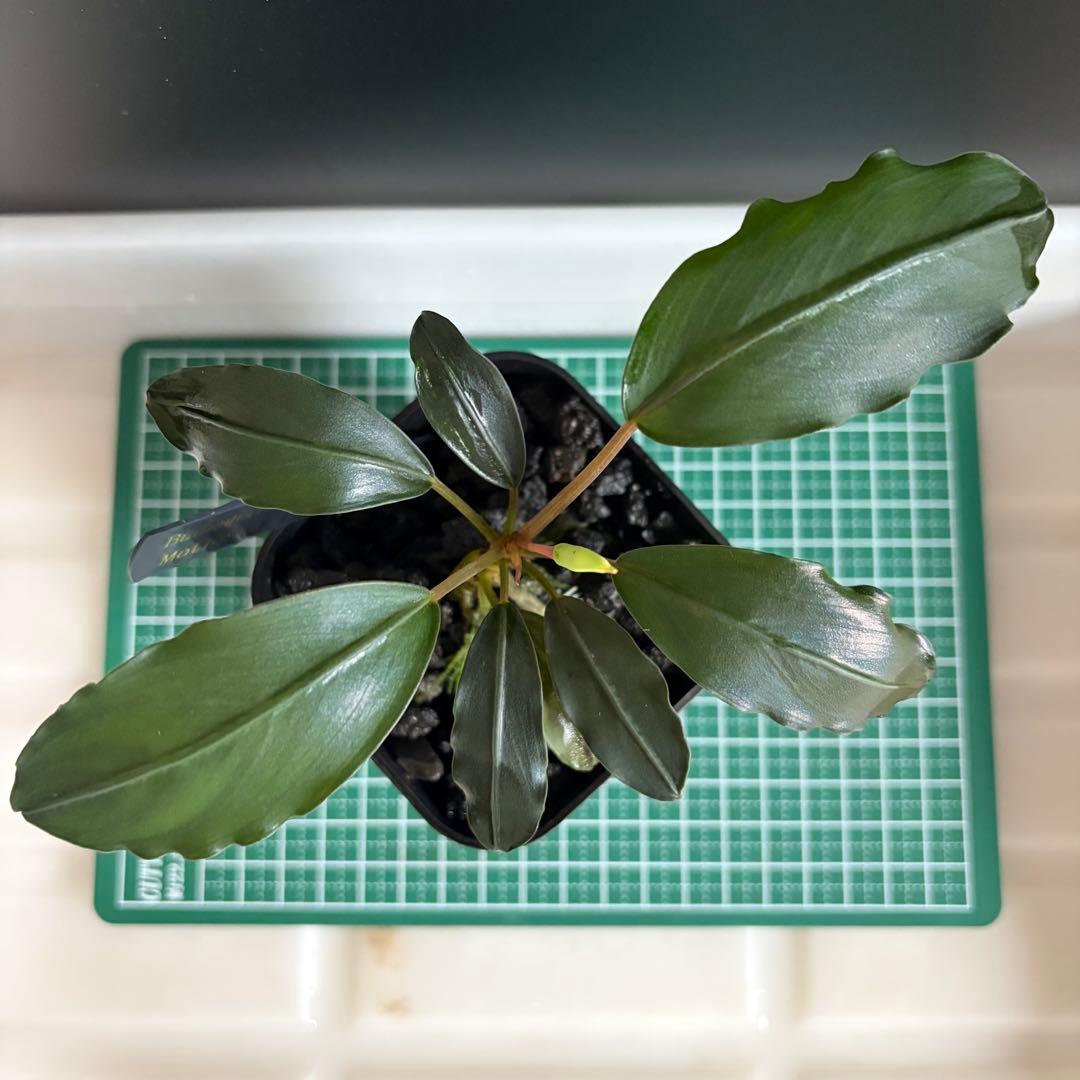 Bucephalandra Motleyana / Padawan 水上葉の通販はau PAY マーケット