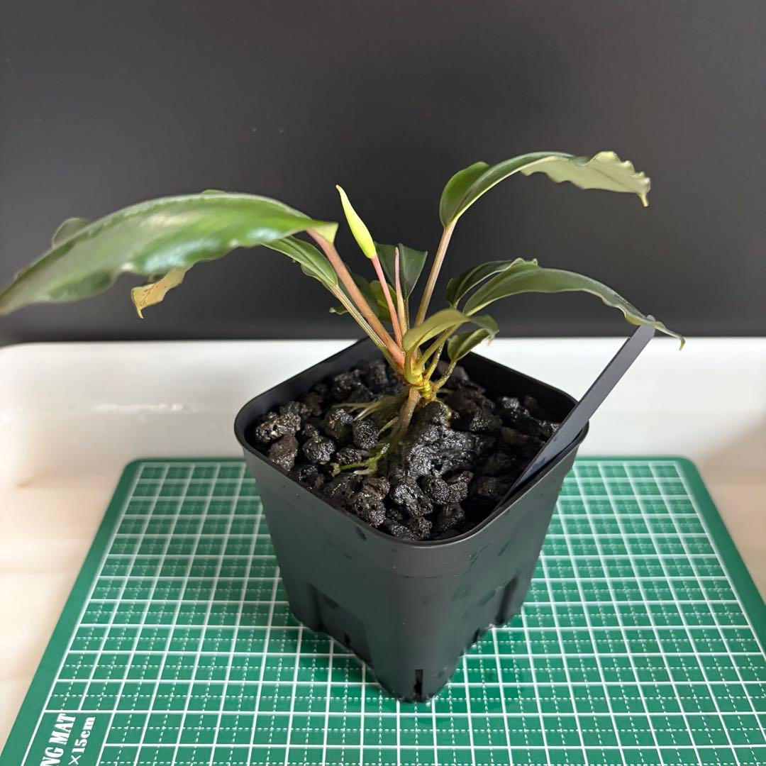 Bucephalandra Motleyana / Padawan 水上葉