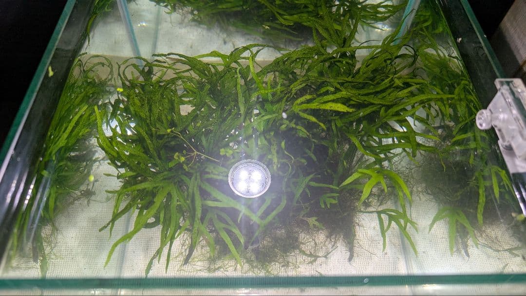 希少ミクロソリウムsp.サラワクカピットウエスト5株100葉以上大株自然