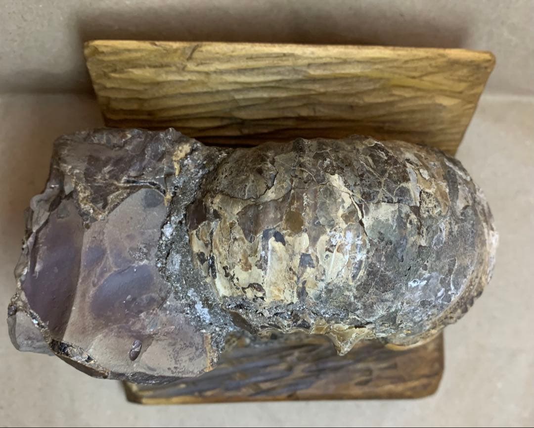 アナパキディスカス 北海道 羽幌産 殻付き アンモナイト 化石