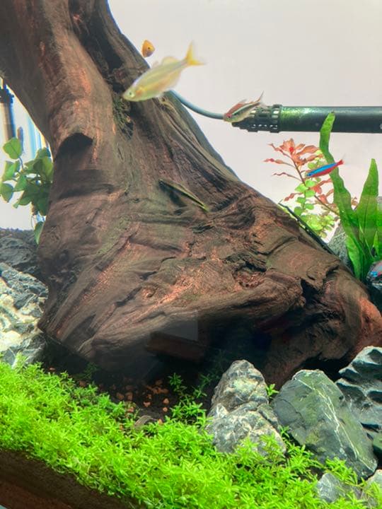 ADA ホーンウッド 特大 コレクション ホーンウッド ADA アクアリウム