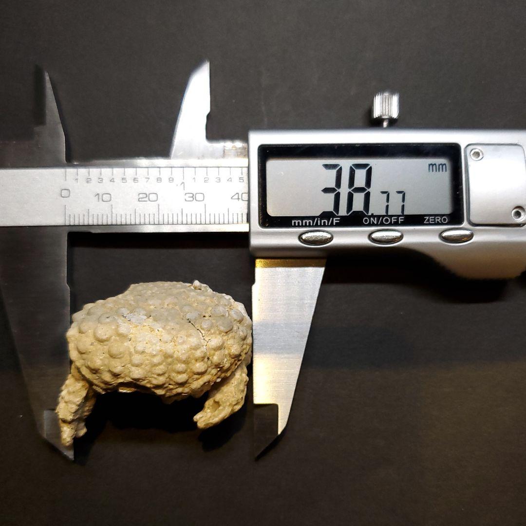 美品 カニ 本物 化石 産 38.77mm  fcr5