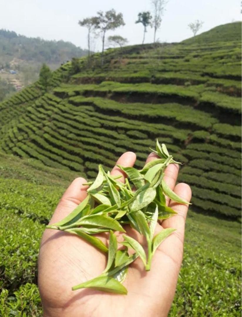 最高級シャングリラティー 100g×10袋】（USDA/CERES有機農園産）