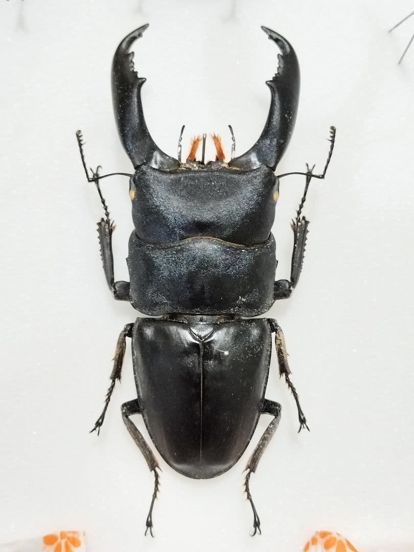 希少標本野外品マダガスカルチャイロミノケブカゾウムシ