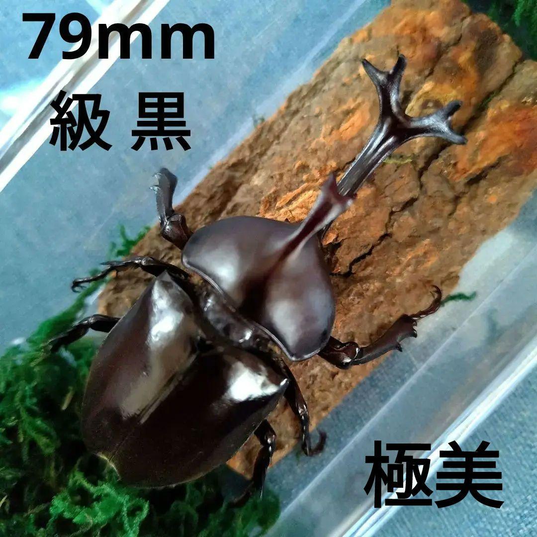 宝物特大黒野生ワイルドカブトムシ標本79mm頭角幅19mm胸角幅4.6mm