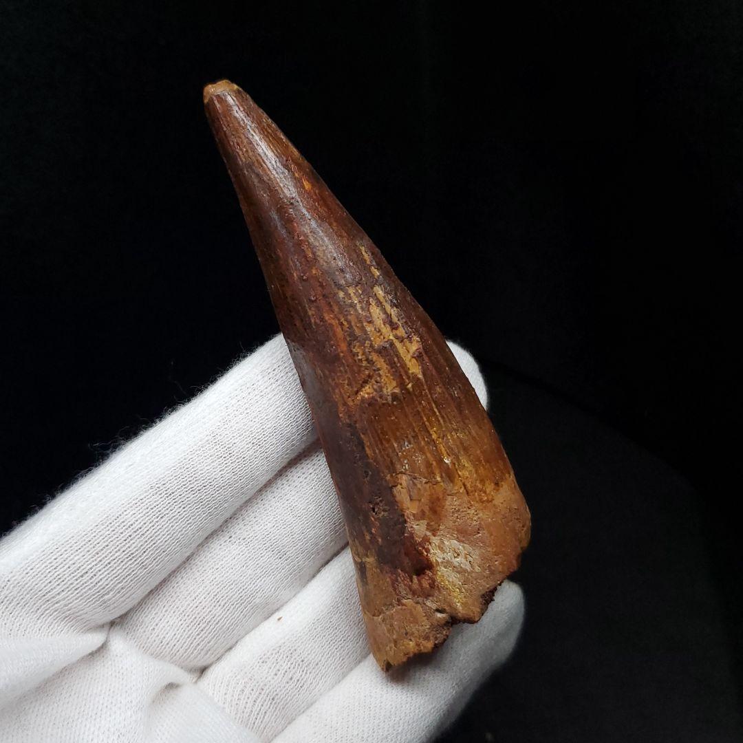 美品 スピノサウルス 本物 モロッコ産 82.41mm  sp430