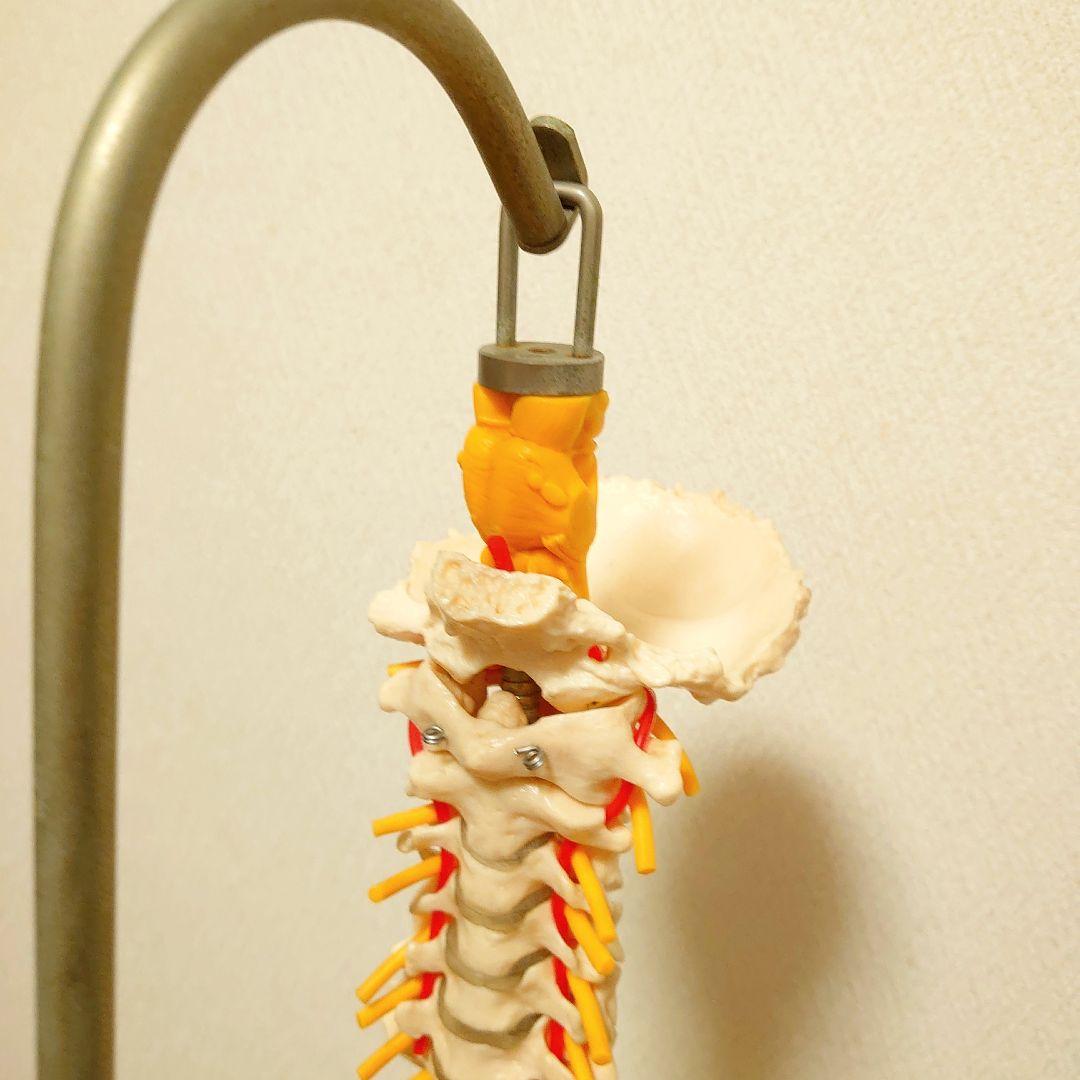 3Bドイツ製背骨骨格模型整骨整体鍼灸カイロプラクティック骨盤