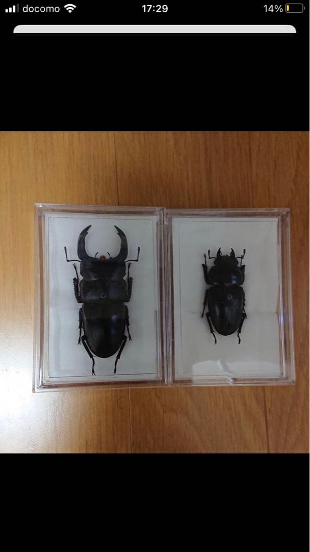 マレーテナガコガネ ♂65.8mm マレーシア（キャメロンハイランド