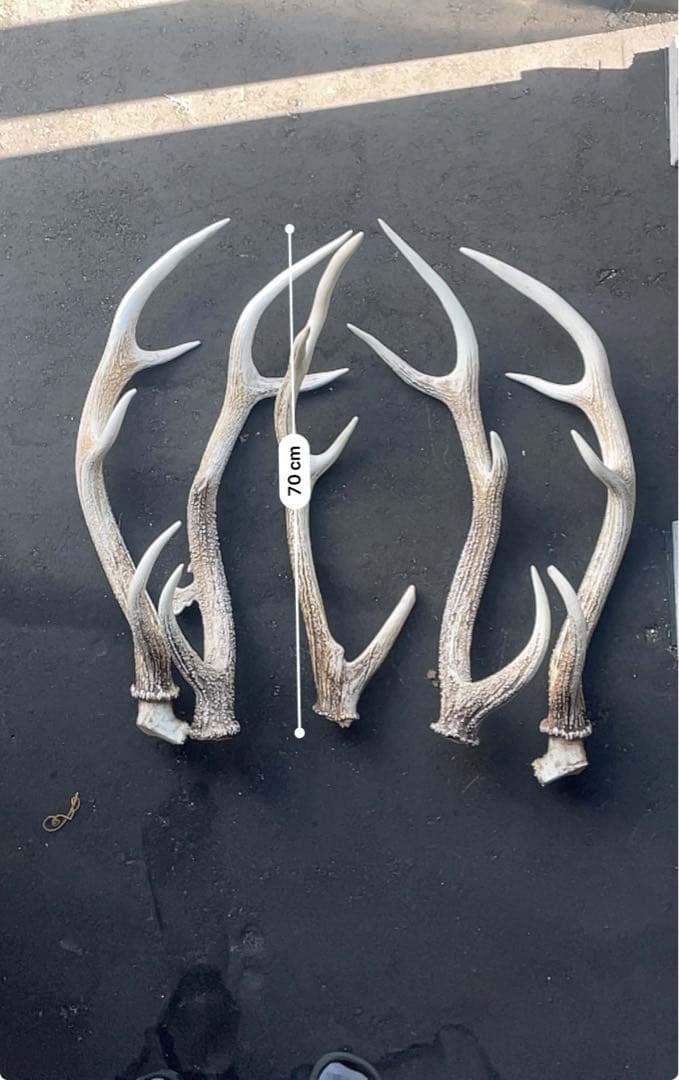 蝦夷鹿の角　5本　70センチ前後