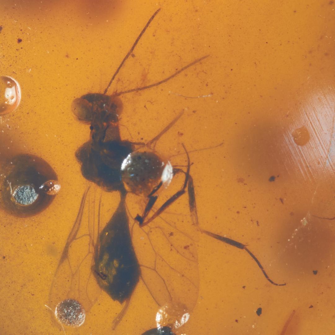 ZB056虫入り琥珀化石 ミャンマー カムティかタナイ産 9900万年前