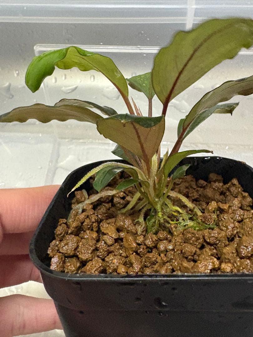 motleyana Padawan（黒葉）