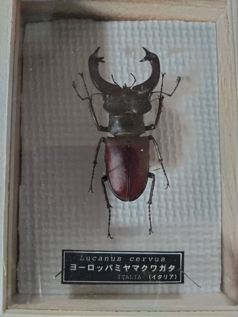 ヨーロッパミヤマクワガタ ♂ 約75mm標本 イタリア産 - メルカリ