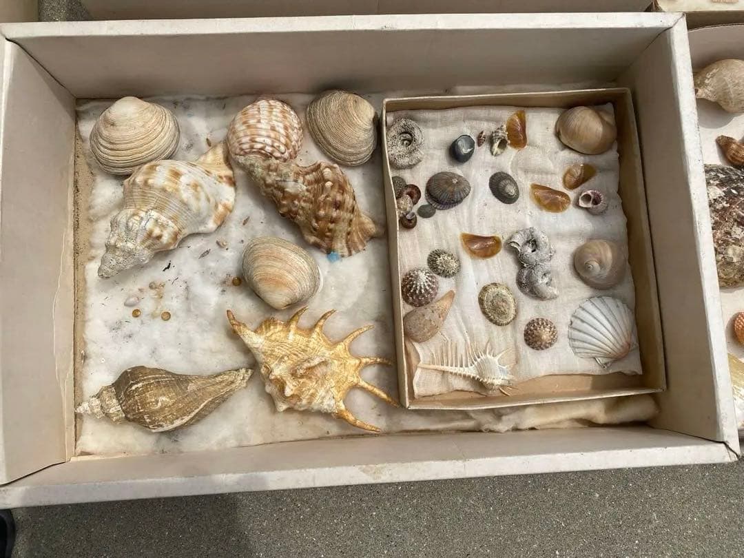 貝殻 貝 標本 コレクション アンティーク 資料 L108708030 - 標本用品