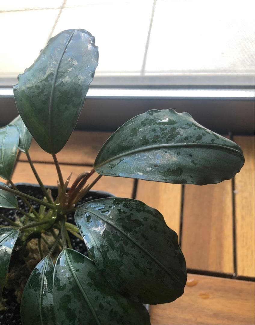 陰性水草の王様的存在【ブセファランドラ】キングアスマラ