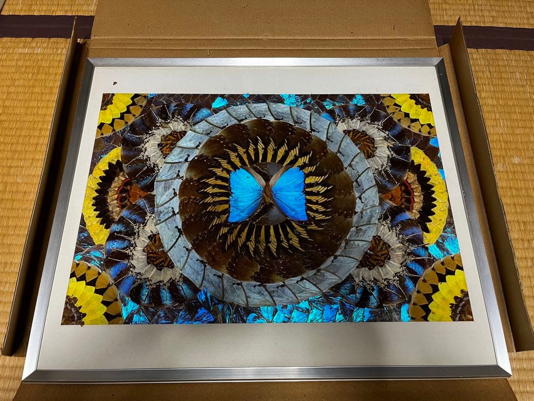 本日のみ　モルフォ蝶　蝶画 羽細工 羽絵 蝶羽アート　インテリア　芸術 本日のみモルフォ蝶蝶画 羽細工 羽絵 蝶羽アートインテリア芸術