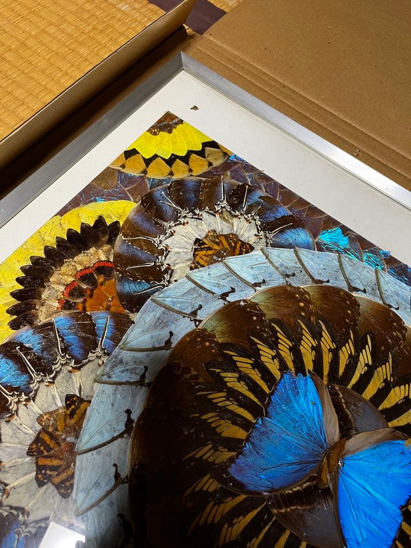 本日のみモルフォ蝶蝶画 羽細工 羽絵 蝶羽アートインテリア芸術