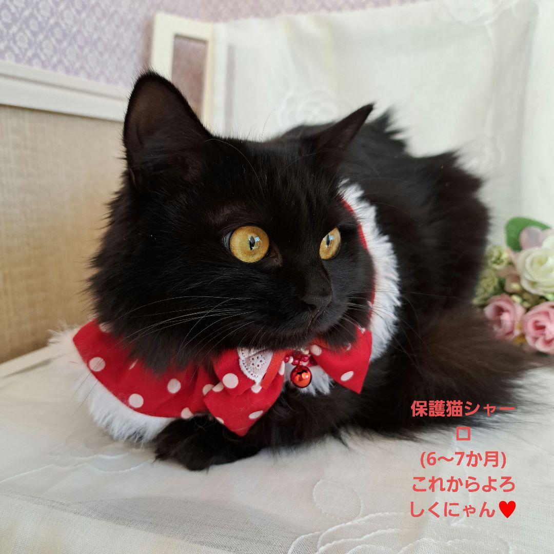 ringring様専用、クリスマス幅広ファーシュシュ()わんちゃん猫ちゃん用