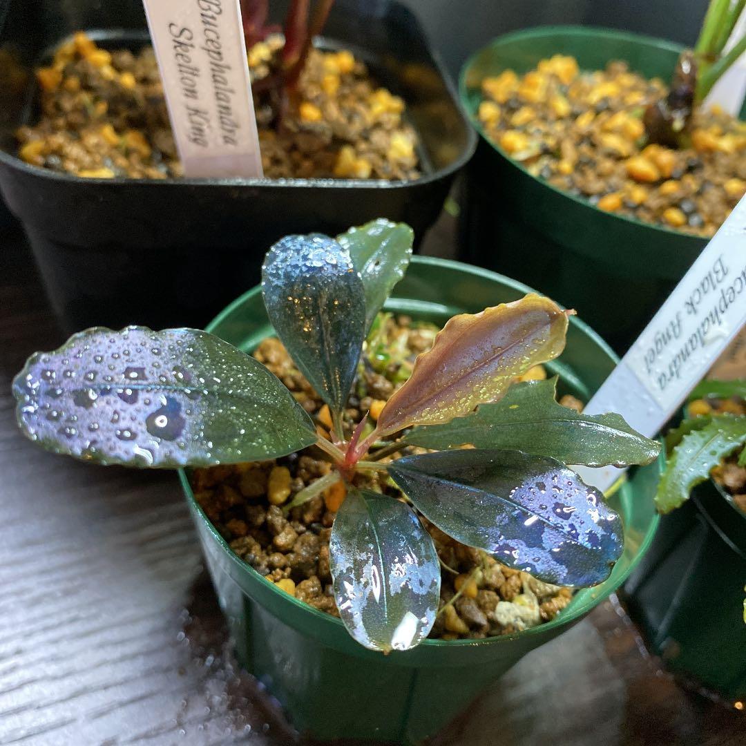 ブセファランドラ 4種セット 水上育成