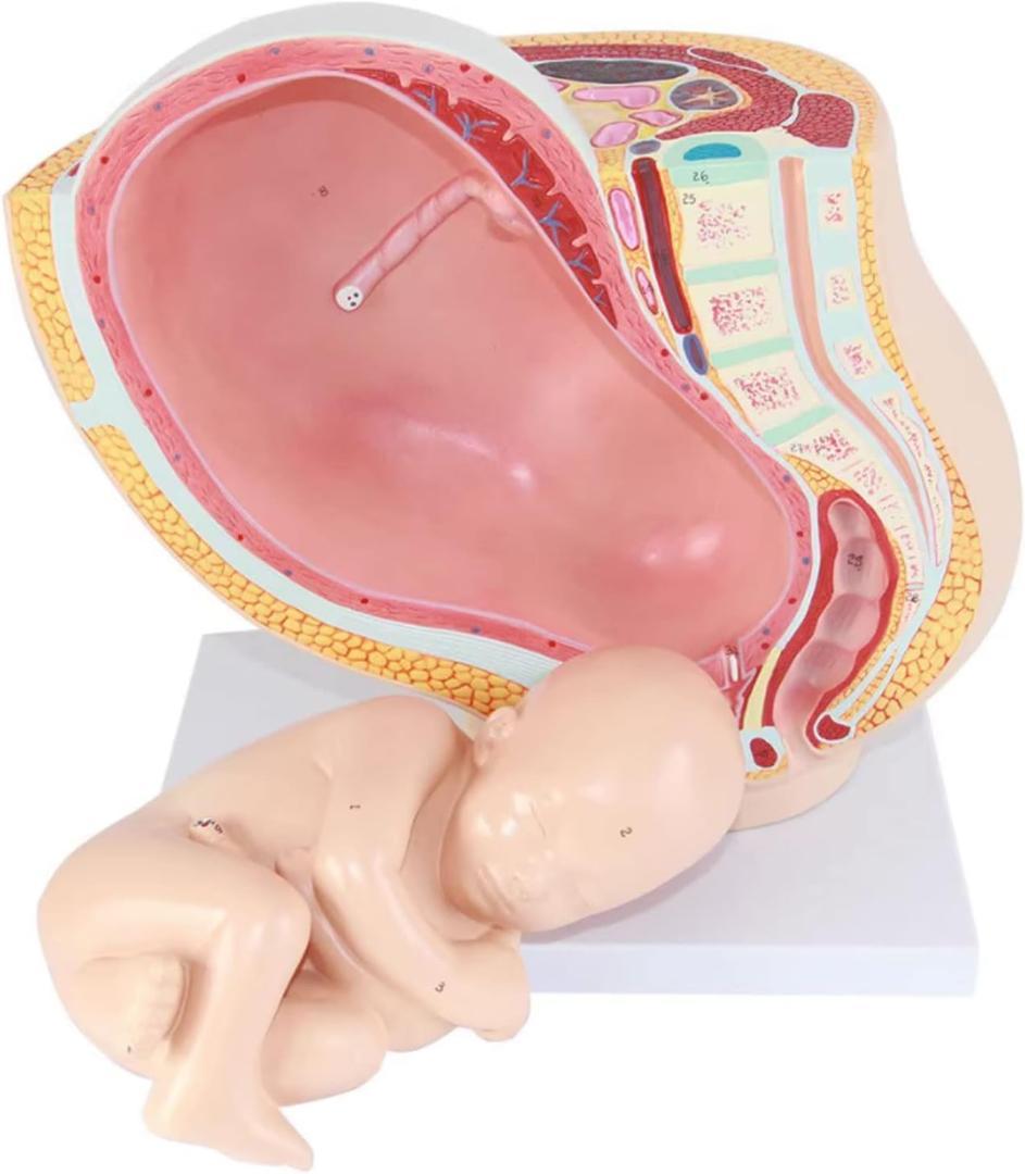 人体模型 解剖モデル　女性骨盤胎児モデル妊娠 9 ヶ月胎児 Amazon.co.jp: 人間の臓器モデル女性骨盤セクション妊娠 9 ヶ月