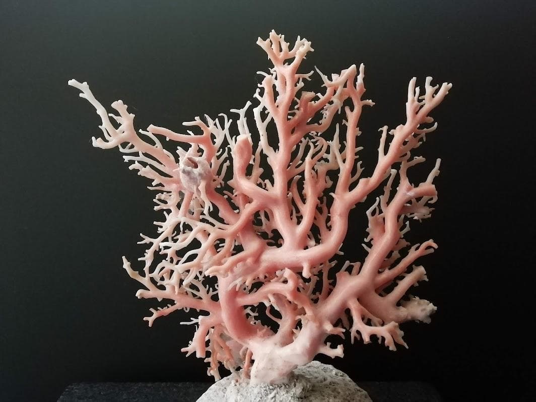 ☆ヤマメ様専用☆ 桃色珊瑚原木 宝石サンゴ 天然枝珊瑚 珊瑚樹