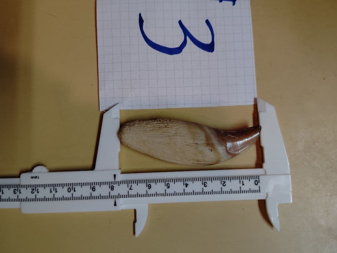 #2.3.4 kubota ヒグマ 牙