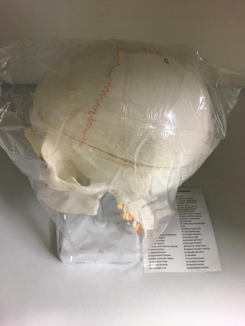 実物大　頚椎・脳付き頭蓋骨模型 人体模型　スタンド式