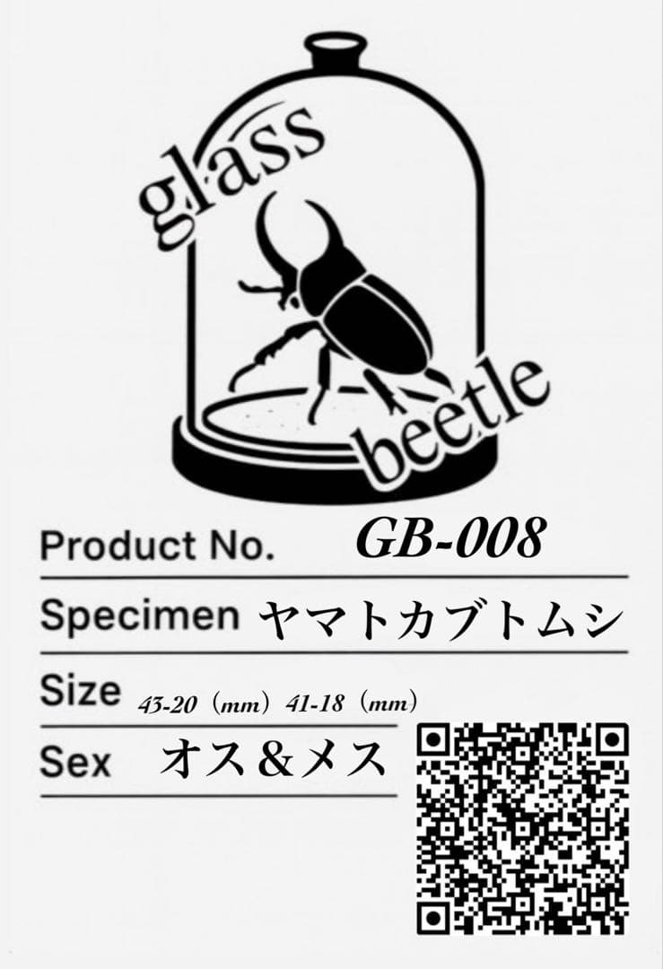 Glass Beetle｜ヤマトカブトムシ飛翔＆固定標本 ペアGB-008】