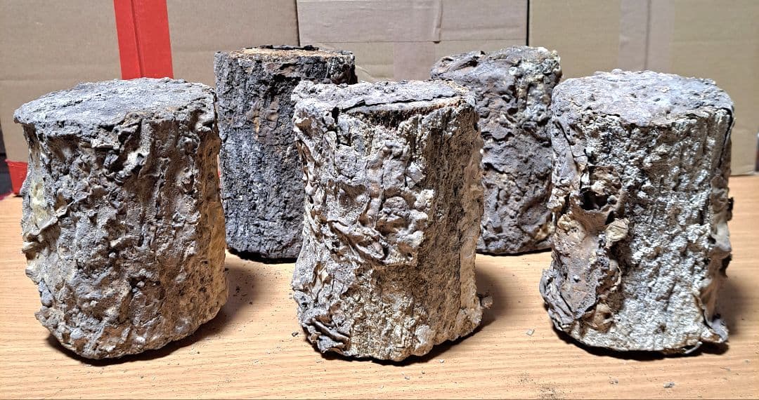 １０本！ Ｌ×５本 Ｍ×５本 クヌギ 土埋め レイシ 霊芝 産卵材 柔らか仕上げ