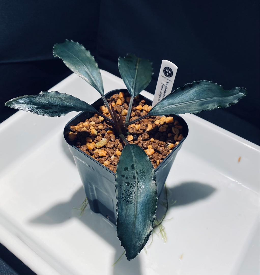 AZ便】Bucephalandra sp.