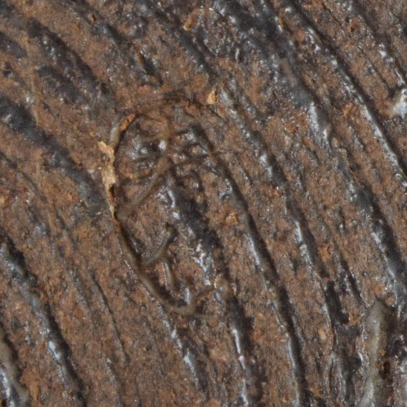 茶道具 瀬戸焼 加藤春岱作 三島写 染付花文 刷毛目 鉢