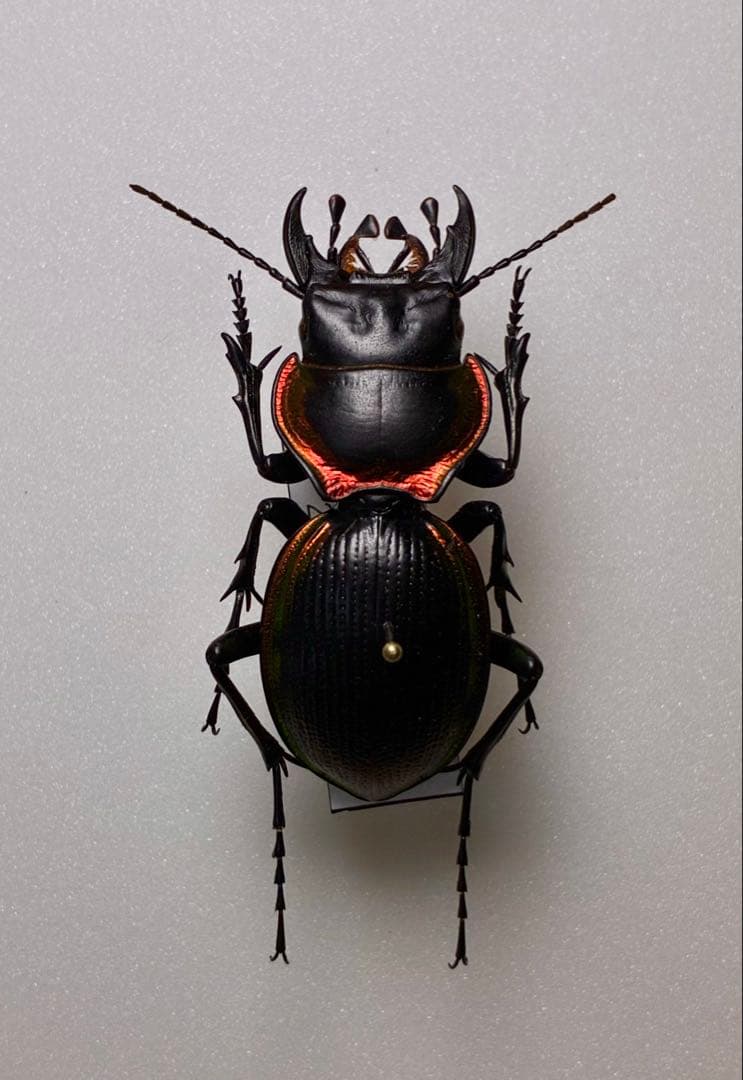 国産蝶標本】タカネヒカゲ/Oeneis norna/富山県.薬師岳産/43mm