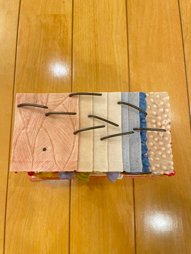 皮膚模型 骨格模型 人体模型 3B Scientific エステ 美容