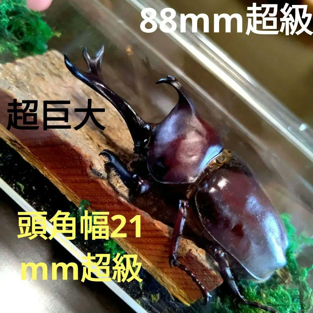 スゴい超巨大超特大大型88.5mm頭角幅21.4mmぐらい国産オスカブトムシ