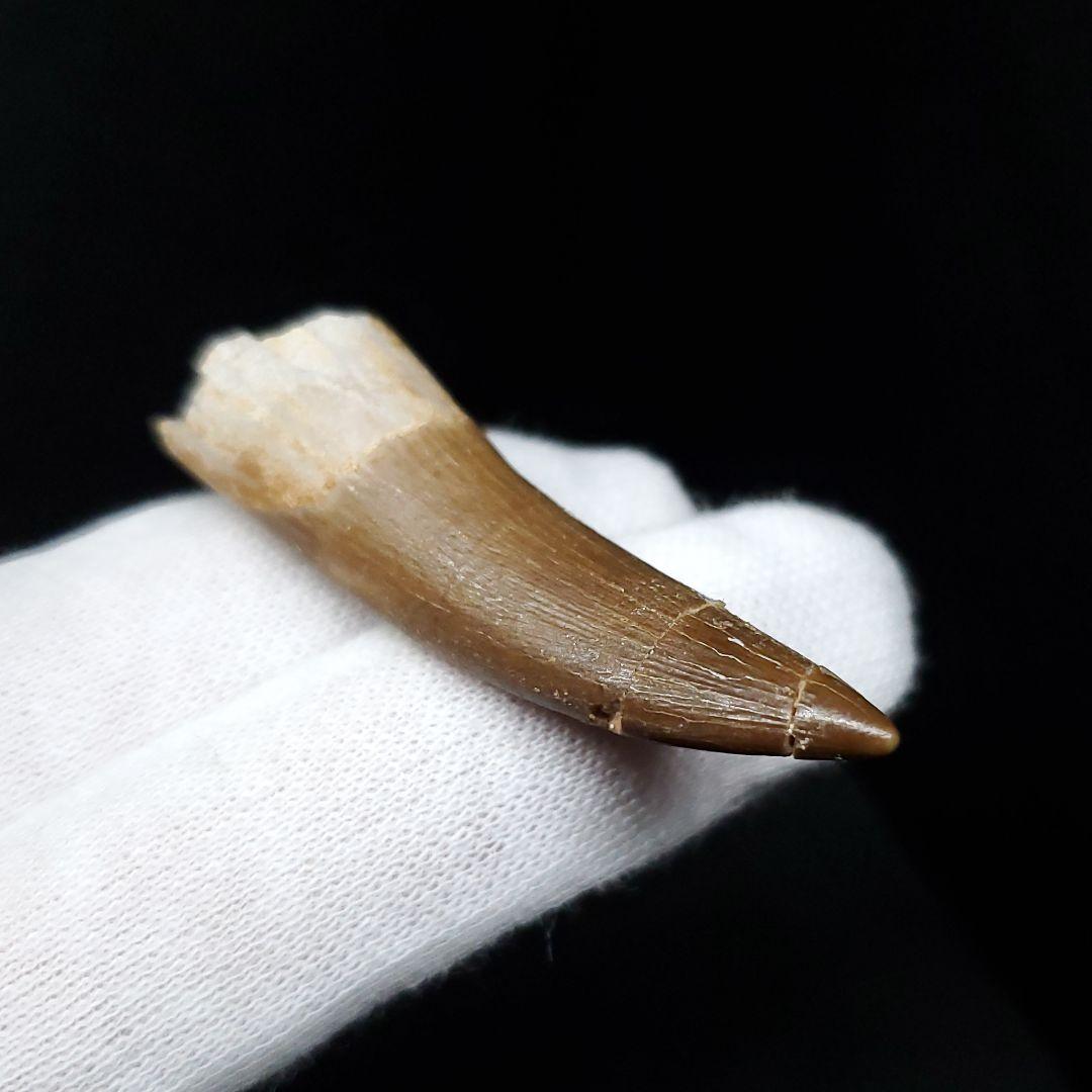プレシオサウルス 化石 歯 本物 モロッコ産 48.5mm ケース付き pr99