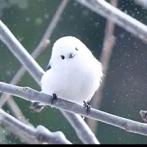 レア✨HarlemBeat ハーレムビート パズル - メルカリ