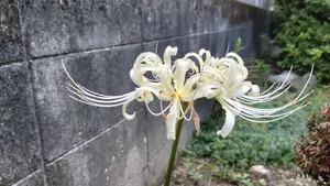 TOSHIBA 2SC1764 10PCS 新品未使用 - メルカリ