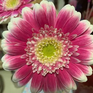 レア 当時物 2001年 ハローキティとチッピイのガーデンピック2本セット