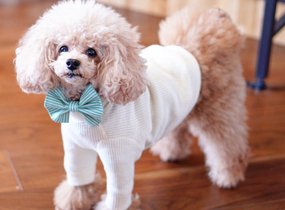 チルチル 〜犬服・ハンドメイド雑貨〜のプロフィール | minne 国内最大