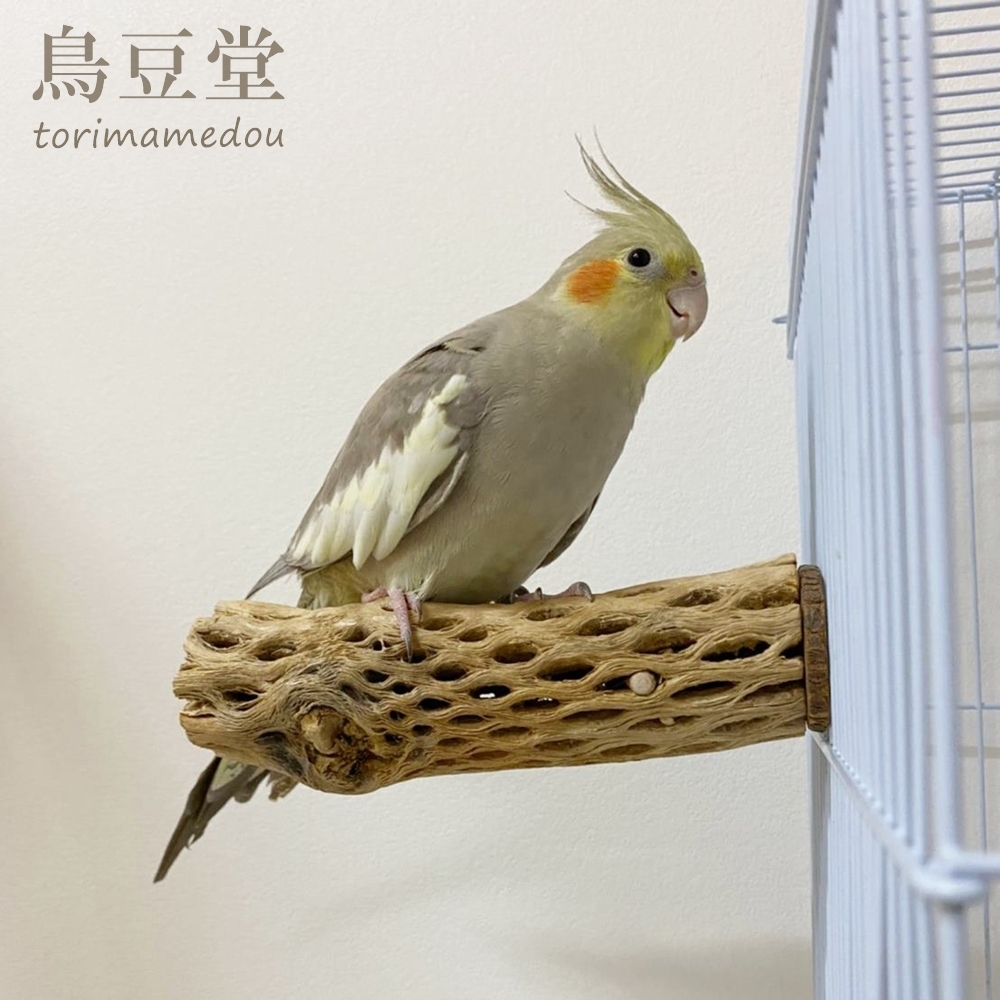鳥 とまり木 カクタスパーチ（サボテンのとまり木）オカメインコ