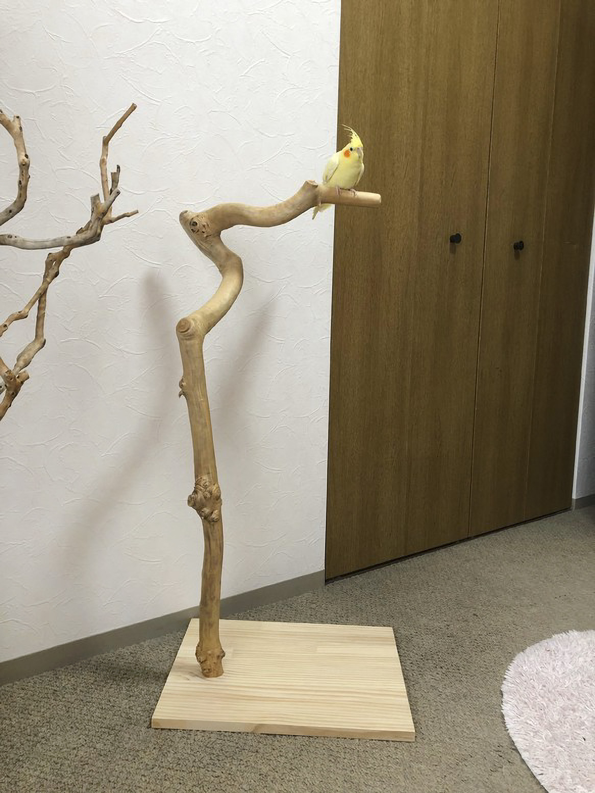 流木の止まり木】鳥 大型バードスタンド ヨウム、オウム、中型インコに