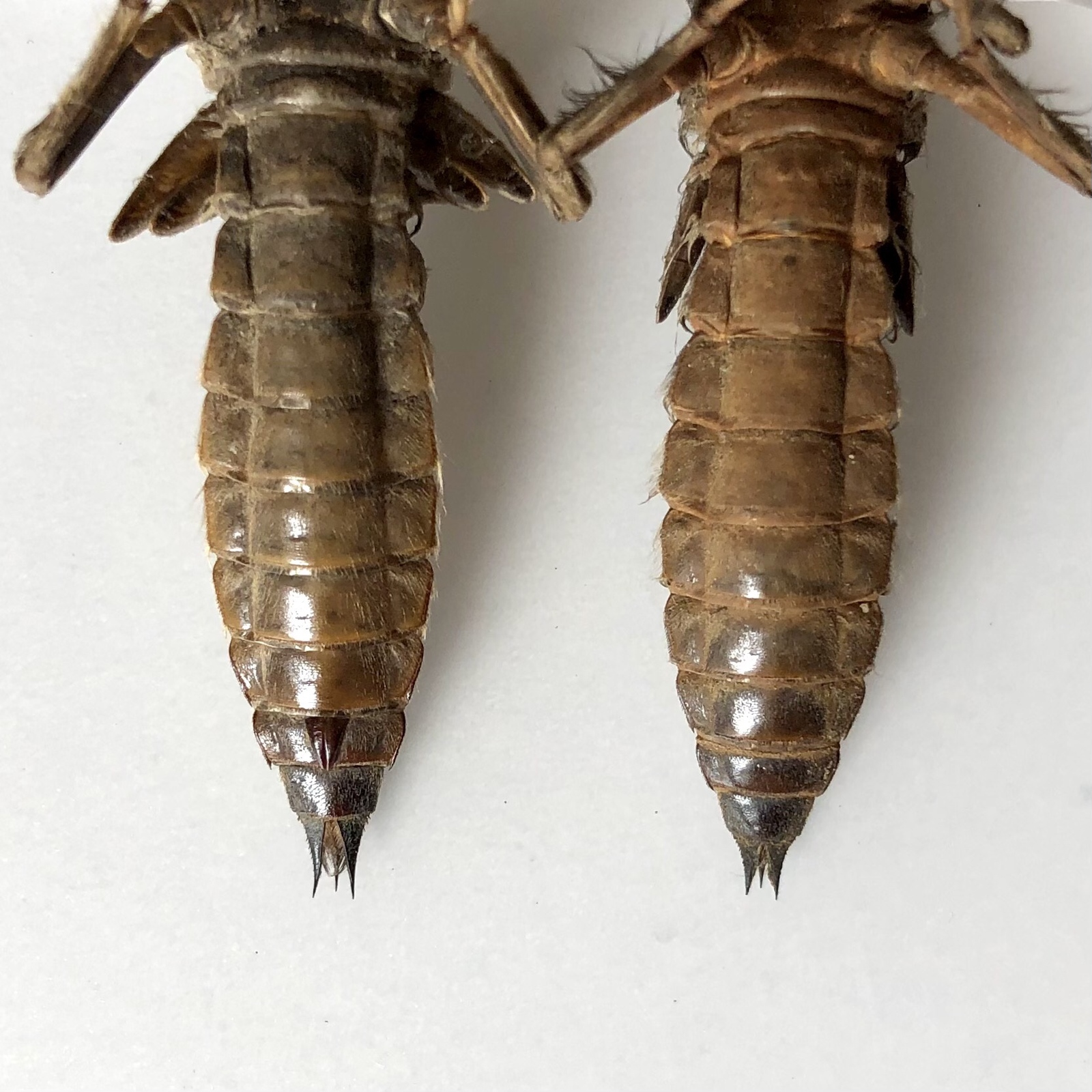 オニヤンマの抜け殻 - aiai生物部 | minne byGMOペパボ 国内最大級の