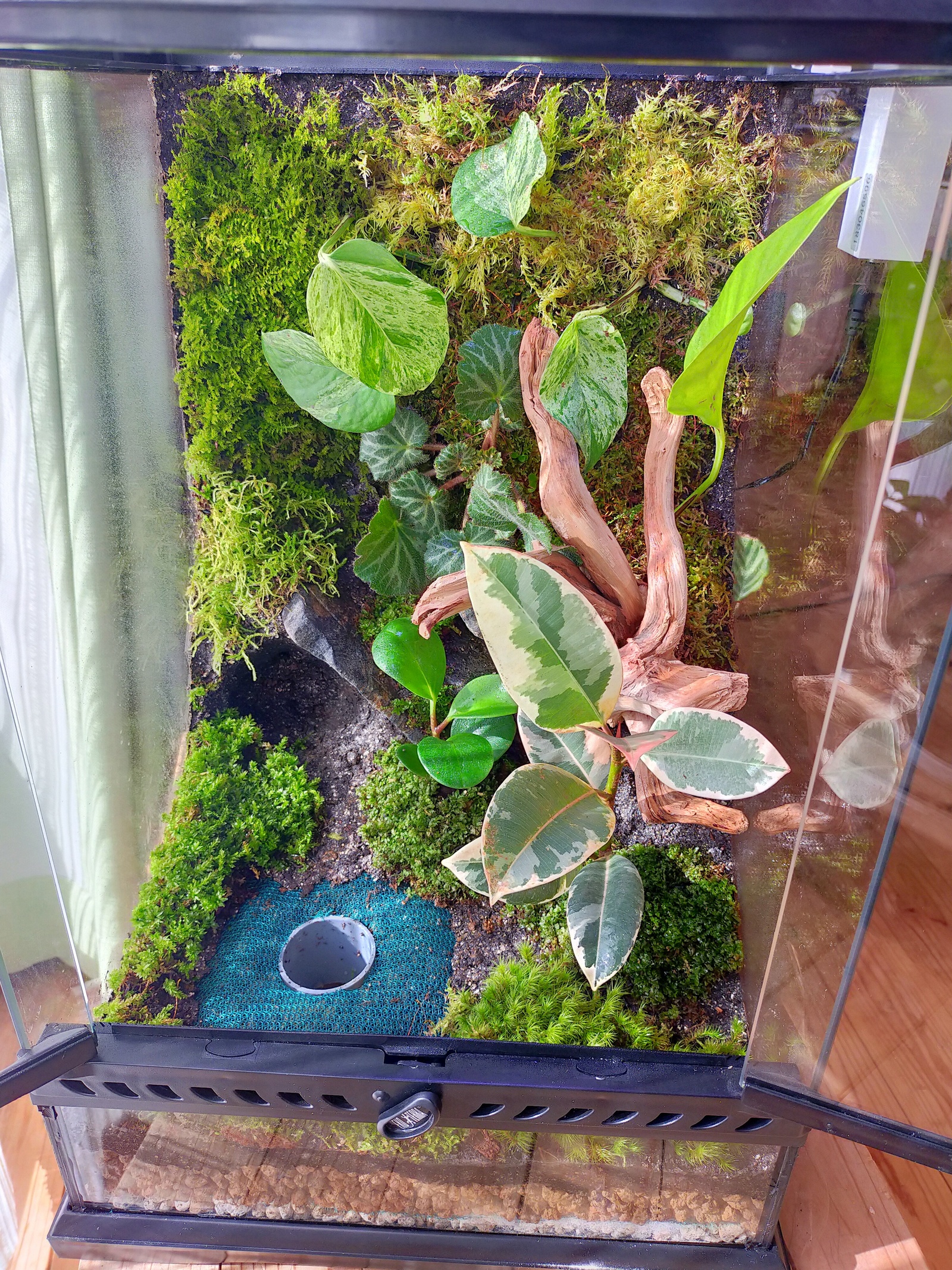 tetuo グラステラリウム3045 アクアテラリウム ケージ ビバリウム