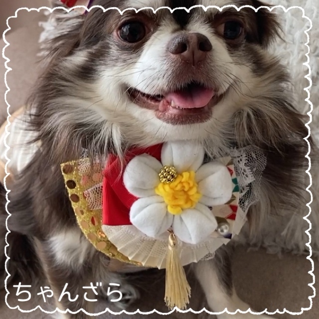 短毛シュシュ(赤②)つまみ細工付き、わんちゃん猫ちゃん用