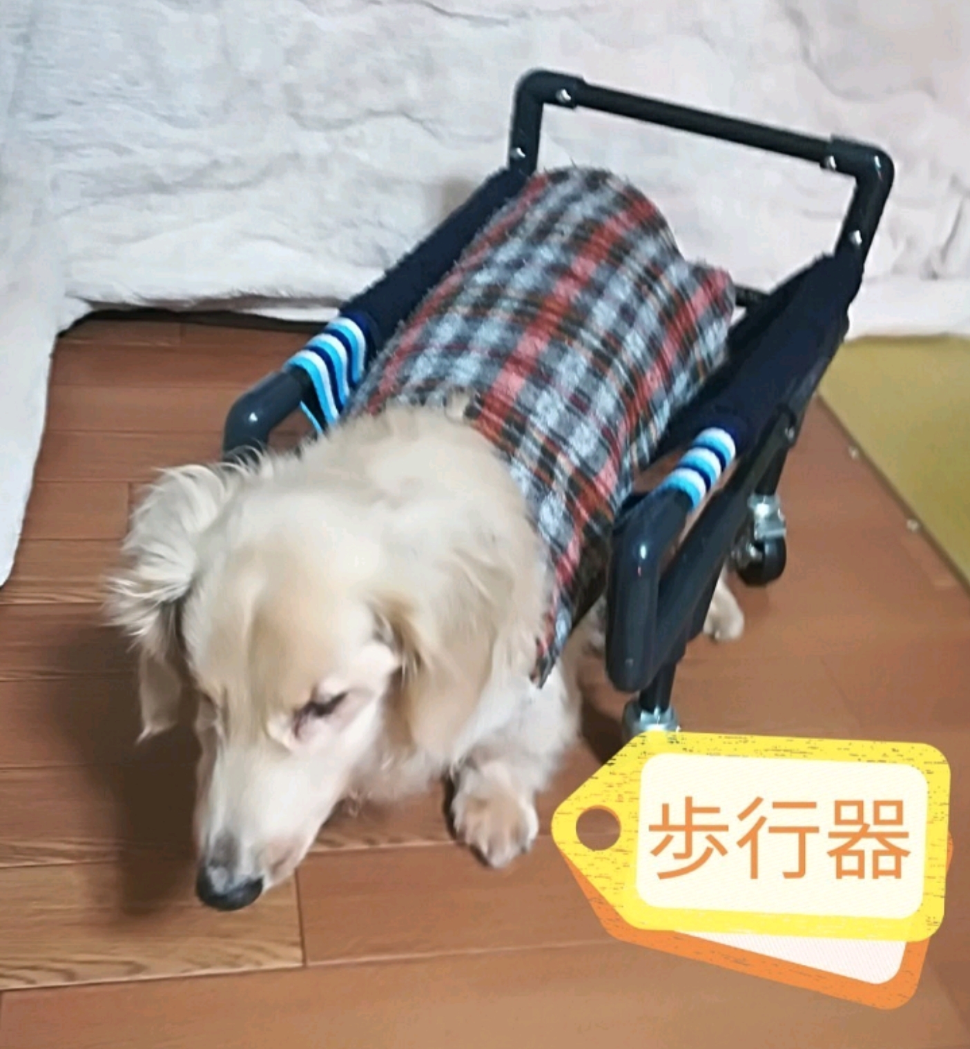 オーダー歩行器ワンちゃん4輪手押し(補助棒)取り外し可能犬用車椅子犬