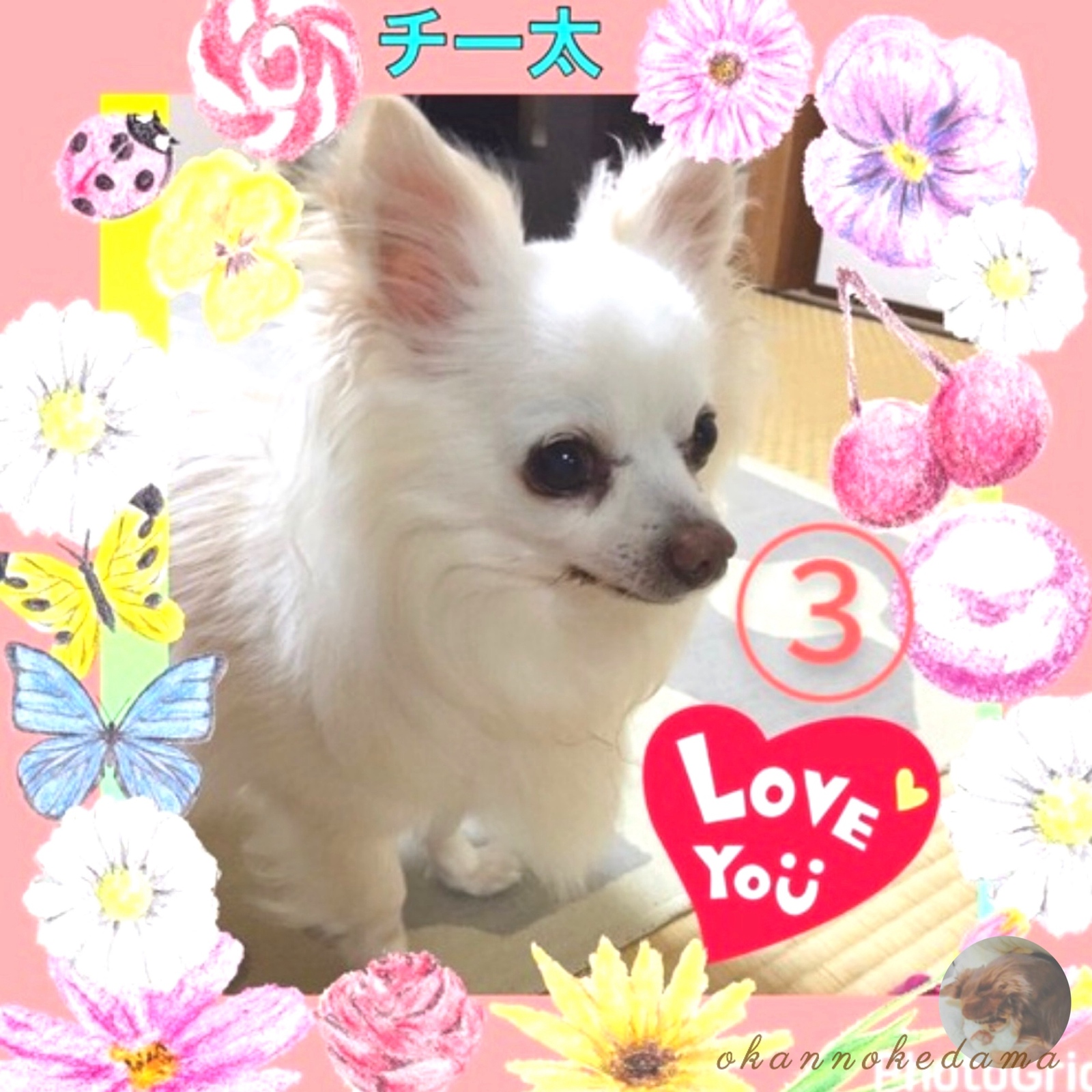 3D犬 愛犬 オーダーメイド 羊毛フェルト ダックス チワワ 犬 - OKAN