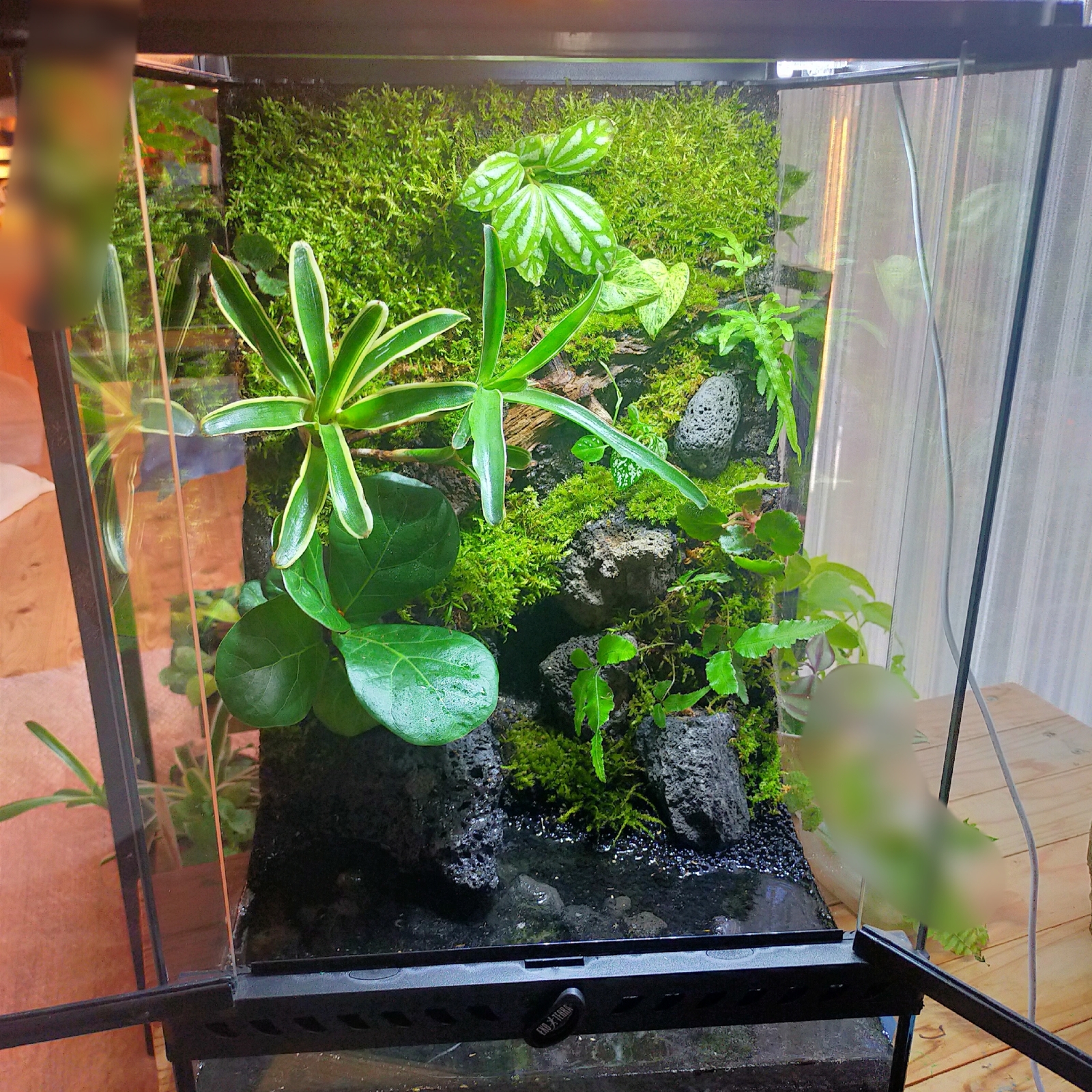 天然苔テラリウムケージ完成品、隠れ家や渡り棒付き、カエル、イモリ