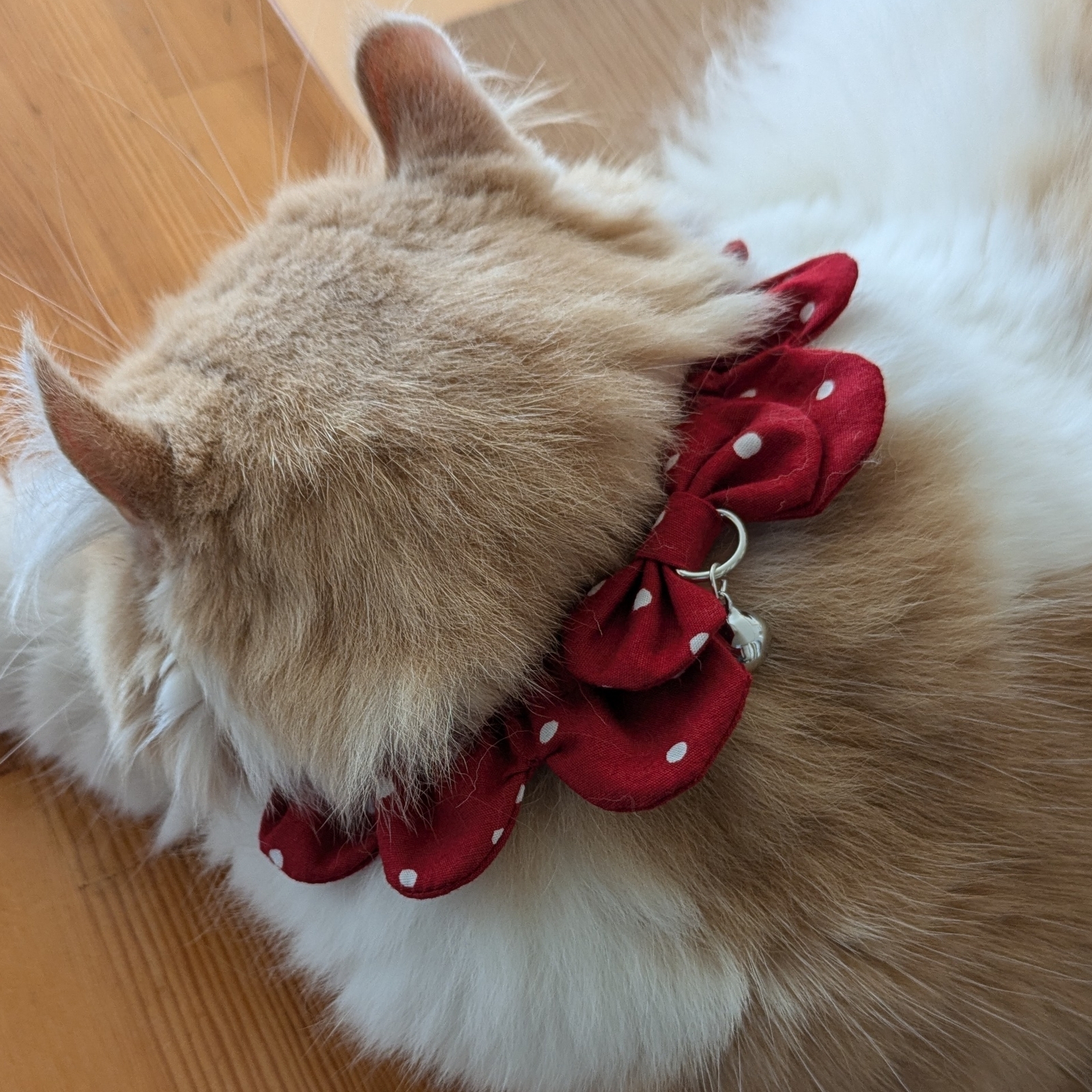 ♡にゃんこのザビエル首輪♡女の子カラー - mimi &ふゆこ | minne