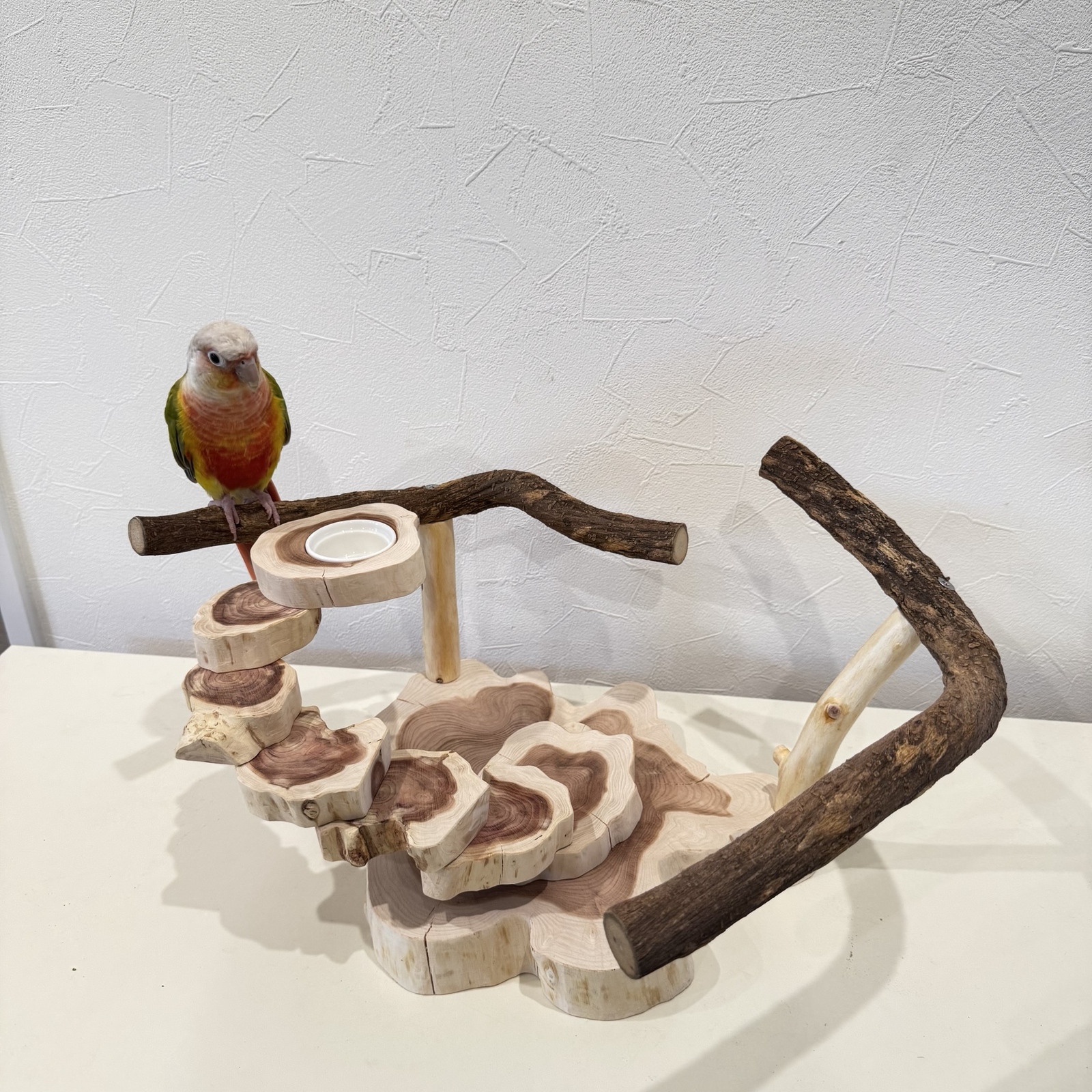 オーダー作成】ケージサイズでカクタスパーチ（サボテンの骨）鳥