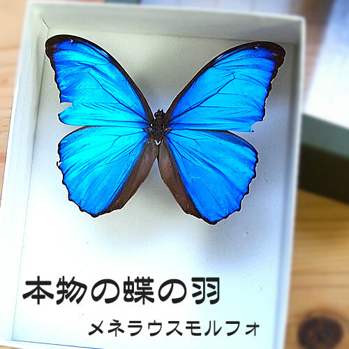 外国産蝶標本‼️翔ぶ青の宝石❗メネラウスモルフォ [№5757-0284]昆虫
